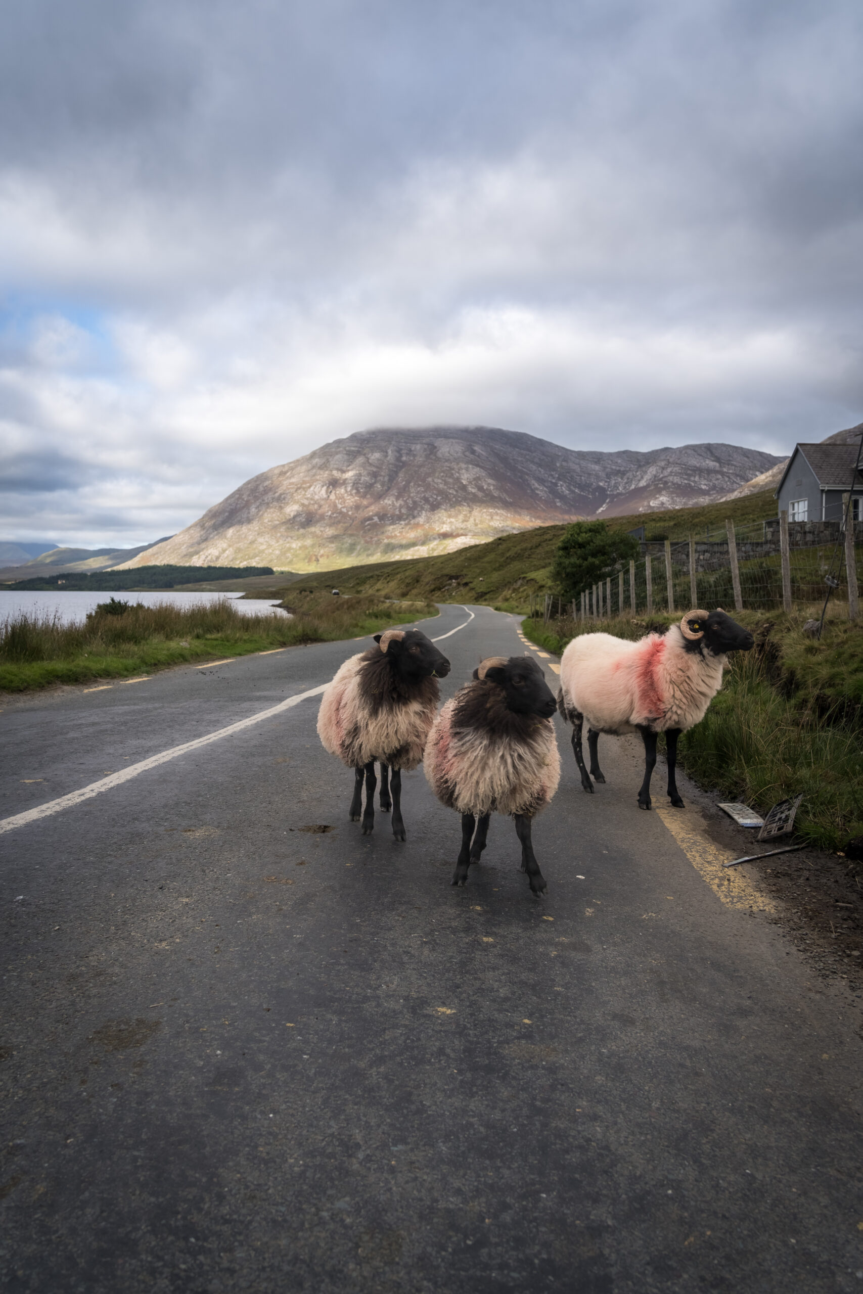 Sheep on the Road